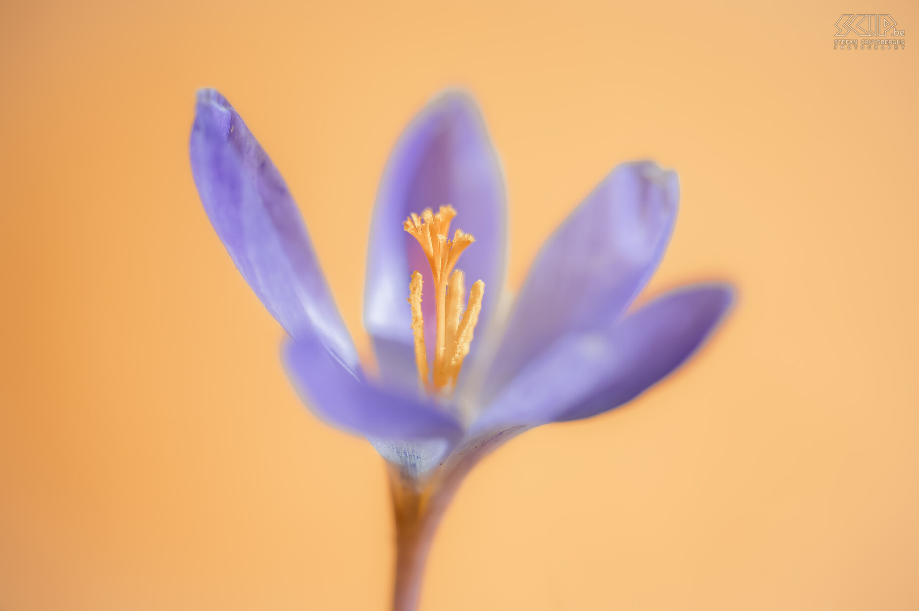 Crocuses Spring is finally here. The first crocuses appear in our garden in Scherpenheuvel... Stefan Cruysberghs